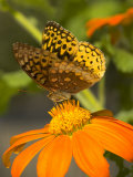 A Skipper-Type Butterfly Feeding on an Orange Flower Photographic Print by Darlyne A. Murawski