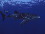 A Diver Swims with a 35-Foot-Long Whale Shark Valokuvavedos tekijänä David Doubilet