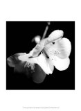 Quince Blossoms I Posters by Renee Stramel