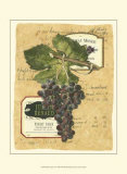 Small Red Grapes I Poster