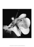Quince Blossoms II Art by Renee Stramel