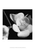 Quince Blossoms V Poster par Renee Stramel