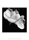 Quince Blossoms VI Prints by Renee Stramel