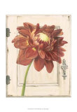 Dahlia Door Posters by Megan Meagher
