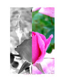 Negative & Positive Photographic Print by Carla Pinto Landes