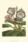 Gloxinia Garden I Prints by Van Houtt 