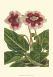 Gloxinia Garden III Art by Van Houtt 