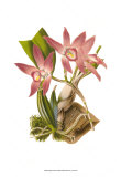 Blushing Orchids I Kunstdrucke von Van Houtt 