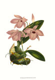 Blushing Orchids III Kunstdrucke von Van Houtt 
