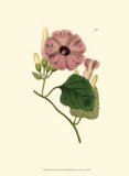 Morning Glory II Prints by Van Houtt Morning Glory II Prints by Van Houtt