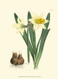 Yellow Narcissus II Kunst von Van Houtt 