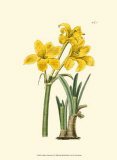 Yellow Narcissus I Posters by Van Houtt 
