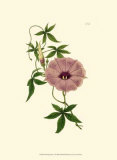 Morning Glory I Poster von Van Houtt 