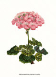 Pink Geranium III Plakaty autor Van Houtt