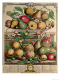 March, from "Twelve Months of Fruits", by Robert Furber, 1732 Giclee Print by Pieter Casteels