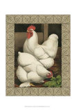 Roosters I Posters by Cassell's Poultry Book 