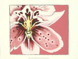 Orchid II Posters by Nancy Slocum Orchid II Posters by Nancy Slocum