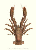 Antique Lobster II Affiches par James Sowerby