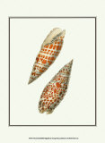 Volute Shells Poster by George Shaw