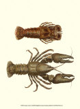 Antique Lobster III Plakat af James Sowerby