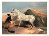 Arab Stallion reproduction procédé giclée par Edwin Henry Landseer
