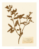 Pressed Flower Study III Láminas
