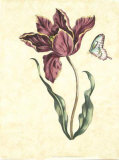Floral Jubilee II Posters Floral Jubilee II Posters