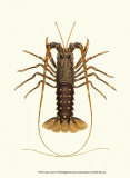 Antique Lobster IV Kunstdrucke von James Sowerby