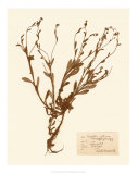 Pressed Flower Study II Posters Pressed Flower Study II Posters