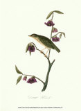 Thrush Posters by John James Audubon