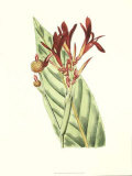 Tropical Canna I Prints by Van Houtt 