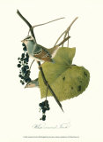 Finch Prints by John James Audubon