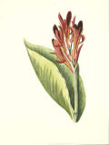 Tropical Canna III Posters por Van Houtt
