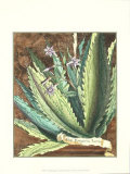 Graphic Aloe II Posters Graphic Aloe II Posters