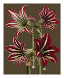 Lush Amaryllis I Prints by Van Houtt 
