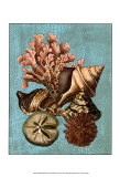 Shell and Coral Collection on Aqua I - Sanat Shell and Coral Collection on Aqua I - Sanat