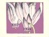Cyclamen II Affiche par Nancy Slocum