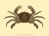 Antique Crab II Sztuka autor James Sowerby