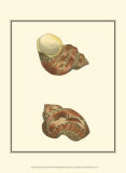 Variegated Turbo Shells Print by George Shaw