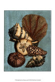 Shell and Coral Collection on Aqua II Affiches