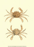 Antique Crab III Plakaty autor James Sowerby