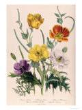 Poppies and Anemones, Plate 5 from "The Ladies" Flower Garden", Published 1842 Giclee Print by Jane W. Loudon
