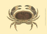 Antique Crab IV Prints by James Sowerby