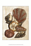 Shell and Coral Collection on Cream II Prints