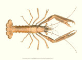 Antique Lobster I Plakat autor James Sowerby Antique Lobster I Plakat autor James Sowerby
