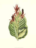 Tropical Canna IV Print by Van Houtt 