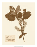 Pressed Flower Study I Arte Pressed Flower Study I Arte