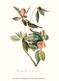 Vireo Art by John James Audubon
