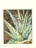 Graphic Aloe IV Poster Graphic Aloe IV Poster
