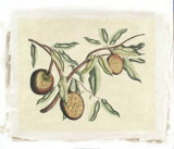 Botanisches Schaubild II Giclée-Druck von Van Rheet 